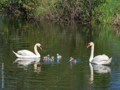 swans family in pond in summer day with copy space