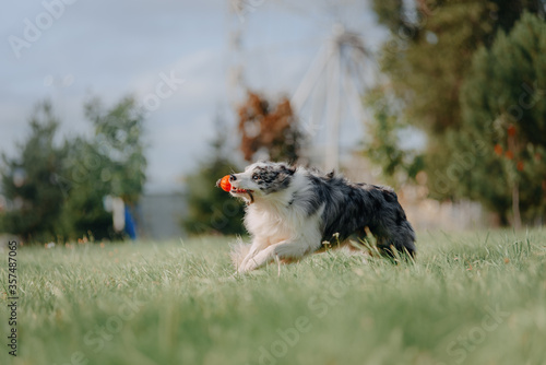 border collie running with the ball