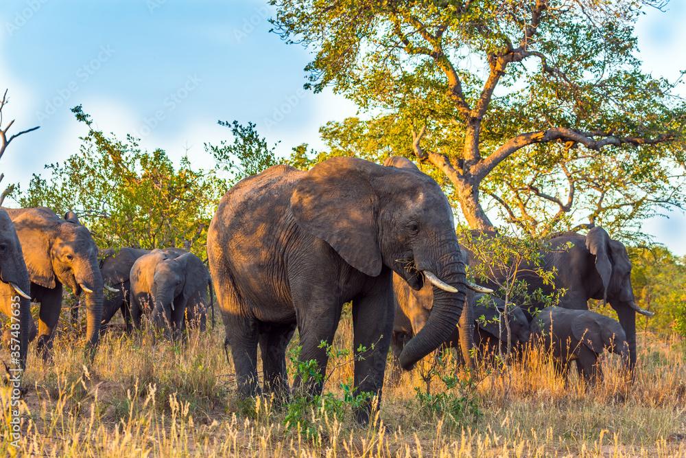Fototapeta premium The herd of African savannah elephants