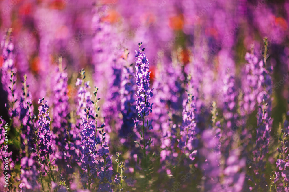 amazing purple field amazing purple field
