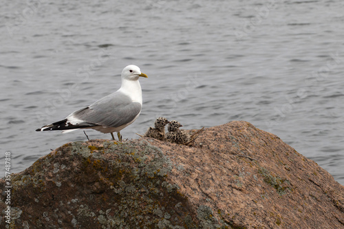 Seagull feeding baby on the rock at Baltic Sea.