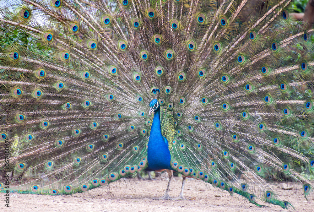 Fototapeta premium Beautiful Peacock portrait in nature.