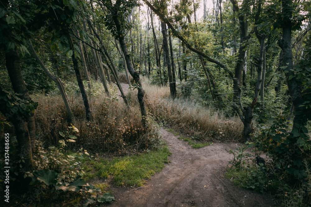 Fototapeta premium footpath leading through backlit forest