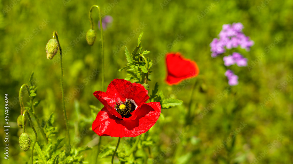 Eine einzelne Mohnblume auf einer grünen Wiese Eine einzelne Mohnblume auf einer grünen Wiese