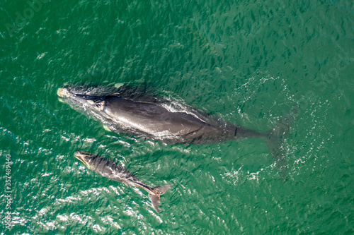 Overhead aerial view of a Southern Right Whale and her calf in the waters off of Cape Town, South Africa. 