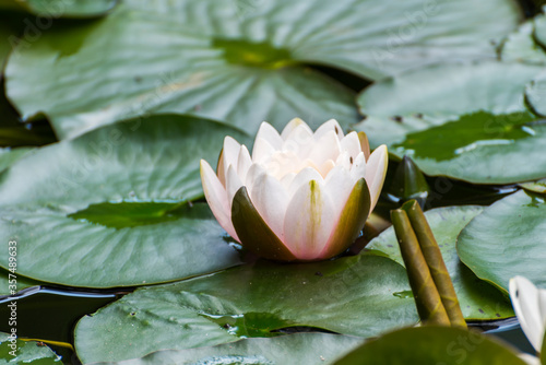 White Lotus Flower with yellow pollen photo