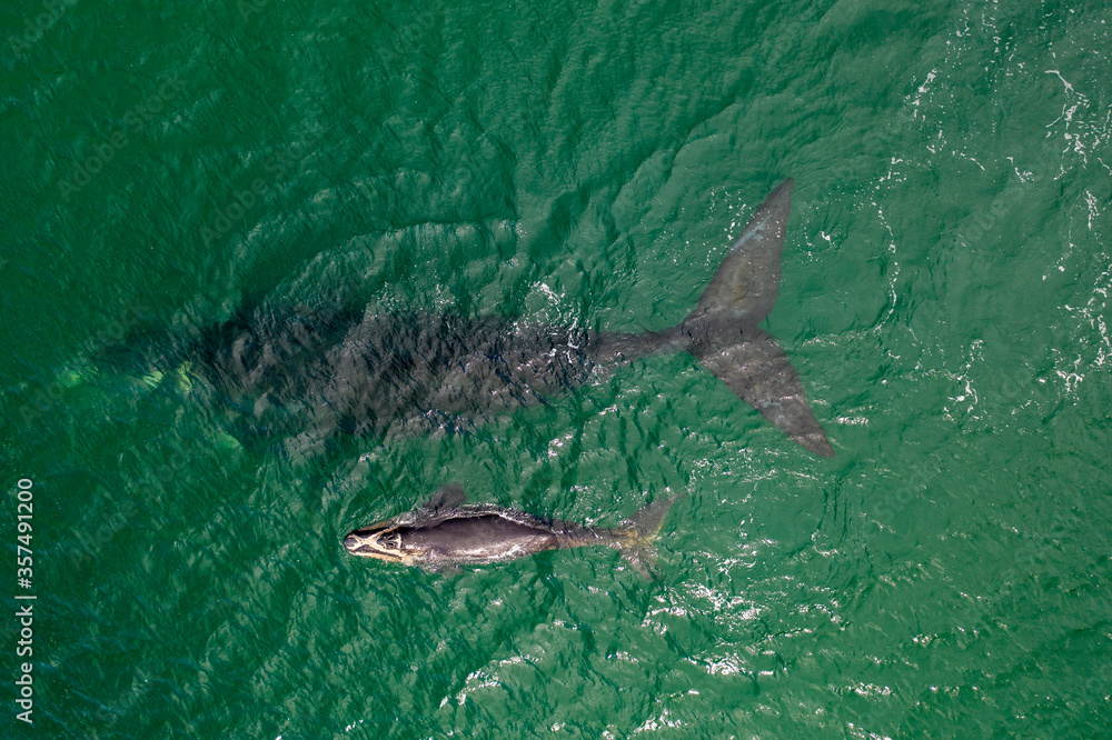 Obraz premium Overhead aerial view of a Southern Right Whale and her calf in the waters off of Cape Town, South Africa. 