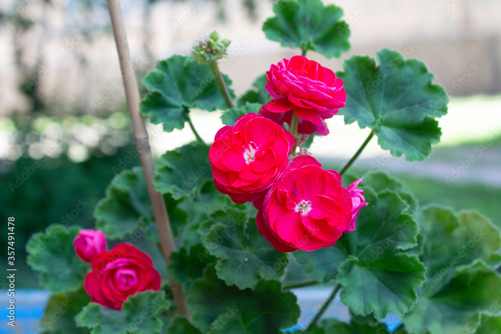 Beautiful terry large and bright red flowers and dark green leaves
