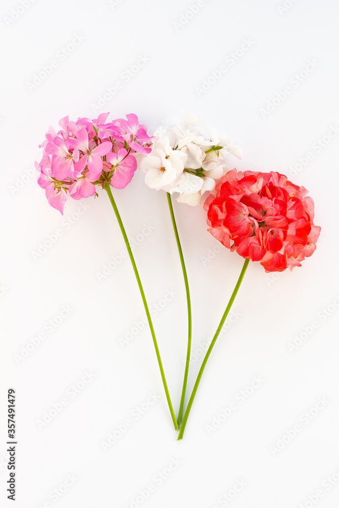Obraz premium delicate flower Pelargonium, garden geranium or zonal geranium Flowers on a white background