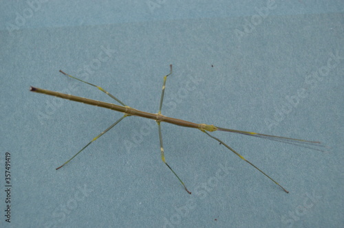 Nymph of stick insect, Lonchodiodes sp ilocus PSG 392 photo
