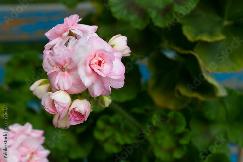 Beautiful terry large and delicate pink flowers and dark green leaves belong to the plant of the zonal pelargonium cultivar Princess Grace and half-flowered flowers are similar to roses.
