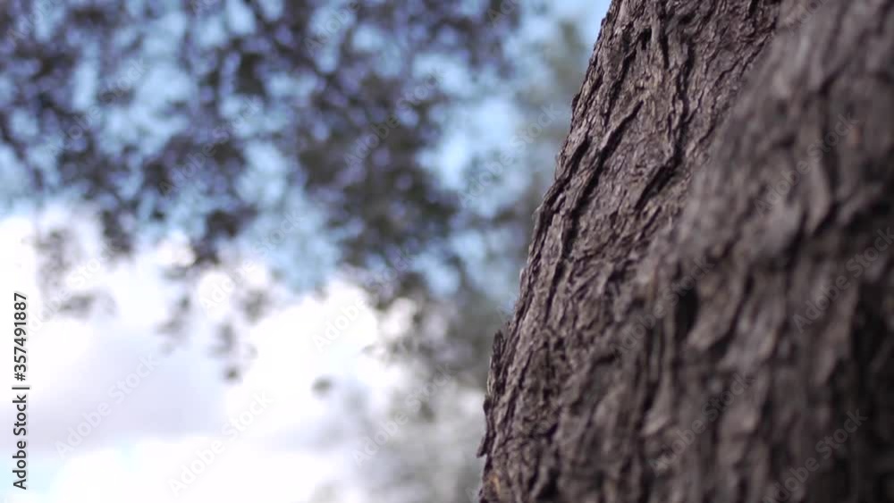 The process of preparing olive oil The process of preparing olive oil