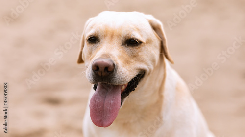 Labrador retriever dog looking at camera, having walk