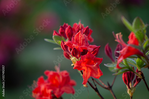 Bright red rhododendron tree in bloom. Flowers and buds close up © Daria