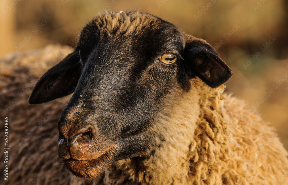 portrait of a sheep