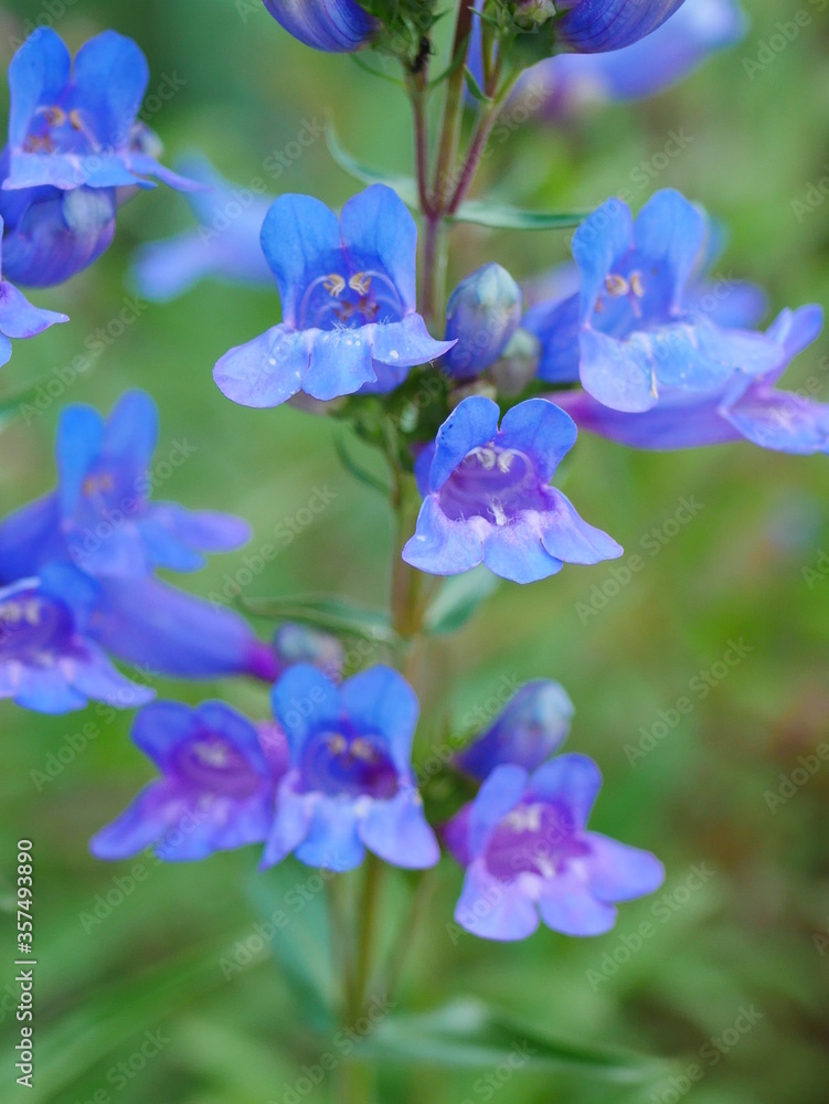 Closeup of cluster of bright blue penstemon flowers Closeup of cluster of bright blue penstemon flowers