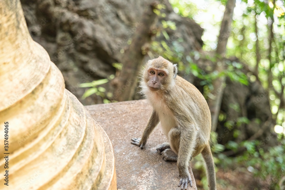 Fototapeta premium Monkey in Tiger Cave Temple Krabi Thailand