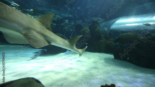 Sawshark swims through bottom of aquarium photo