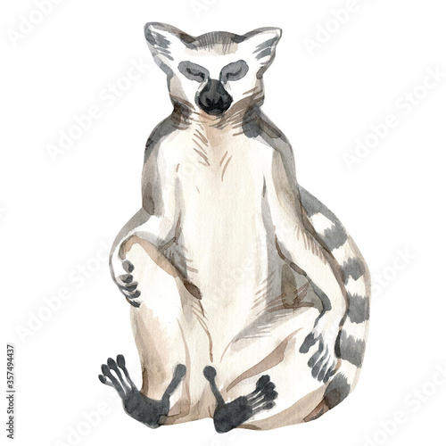 Watercolor painting of sitting ring-tailed lemur isolated on white background. Original stock illustration of Lemur catta.