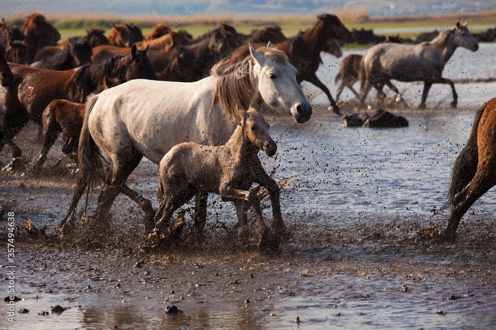 Lots of horses are running in the mud and splashing the mud. Wild horses are running.