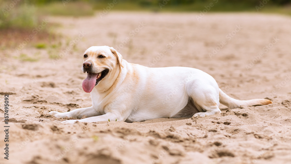 Labrador retriever dog looking at camera, laying on sand