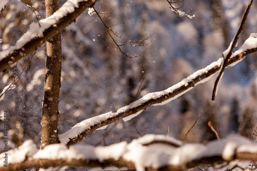 Snow on the tiny branches of a tree. Out of focus background and snow flakes are dropping slowly from the branches of the tree.