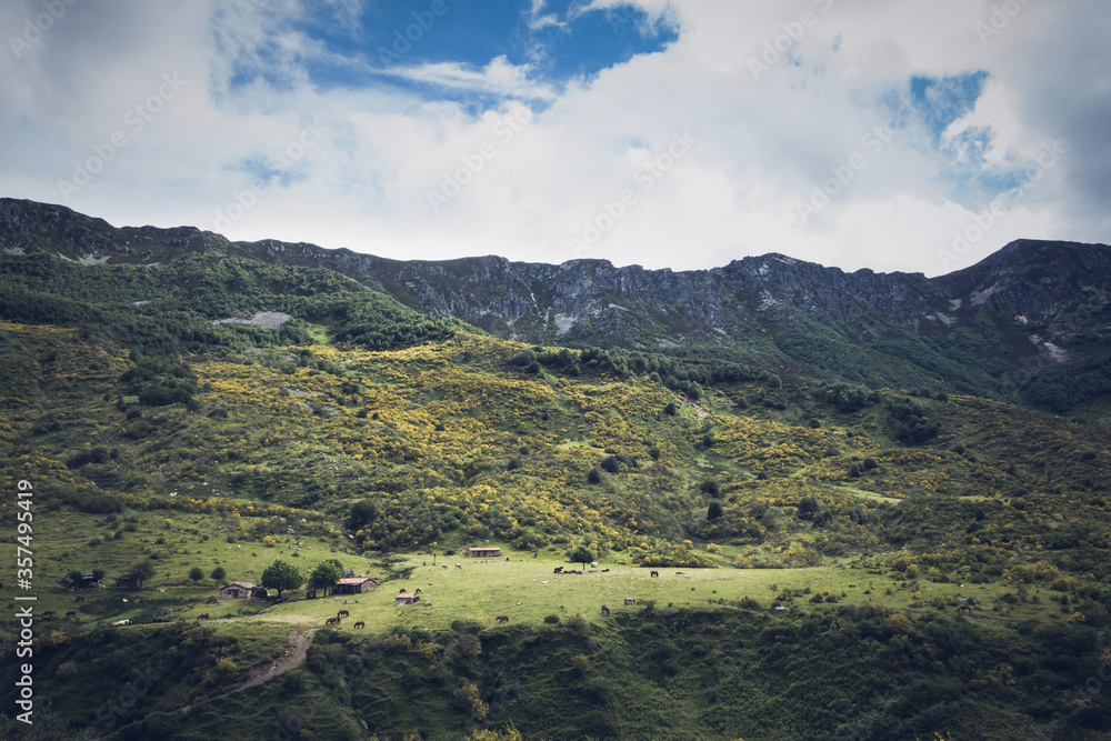 Fototapeta premium Una manada de caballos pasta en las montañas.