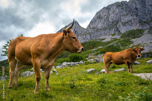 Dos vacas en los pastos de verano de las montañas.