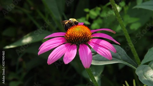 Bee on Flower