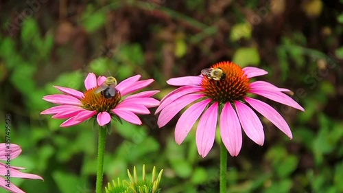 Bees on Flower