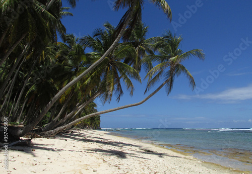 palmeras en la playa para  so dominicano