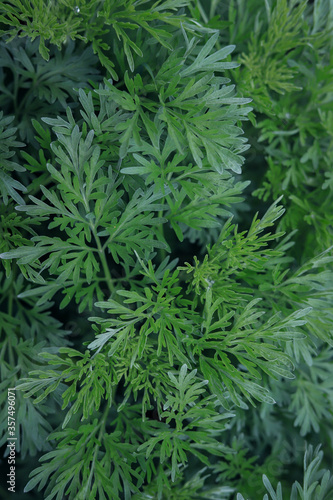 background of green bitter wormwood close up