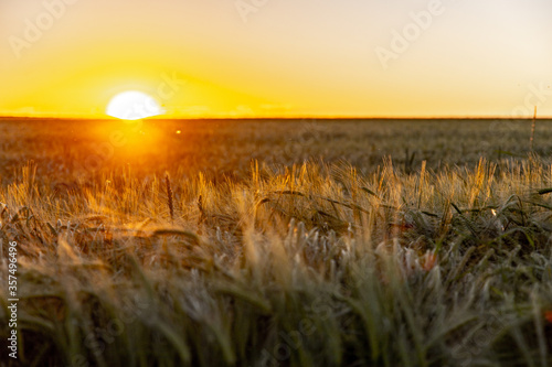 Sonnenuntergang   ber den Ackerfeldern in Deutschland  Getreidefeld