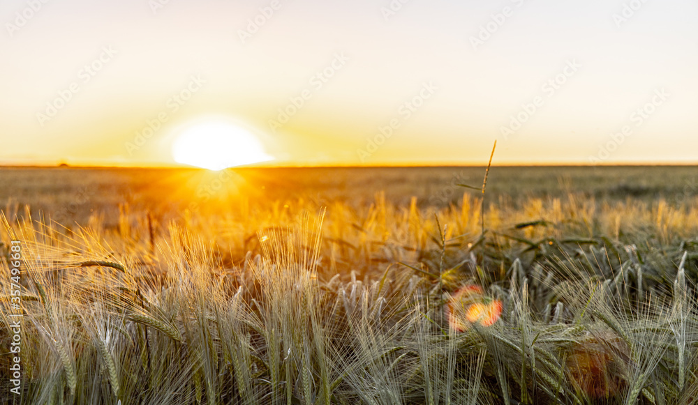 Sonnenuntergang über den Ackerfeldern in Deutschland, Getreidefeld