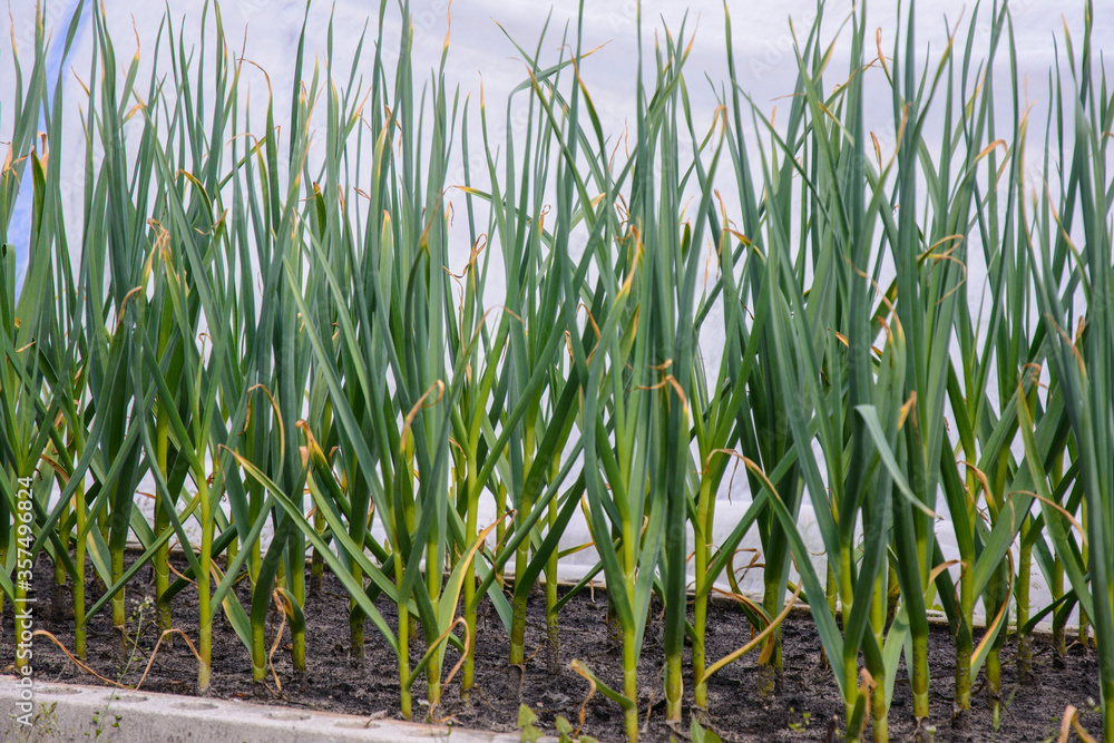 Fototapeta premium Spring crop - feathers of green onions and garlic grow in the garden.