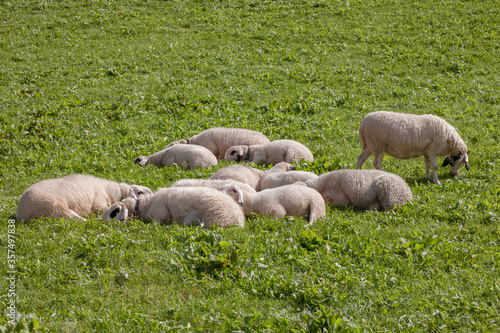 Brillenschaf sheep in an Italian mountain  pasture photo