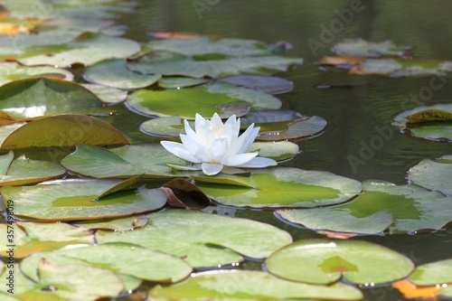 Beautiful Nymphaea flowers in the pond