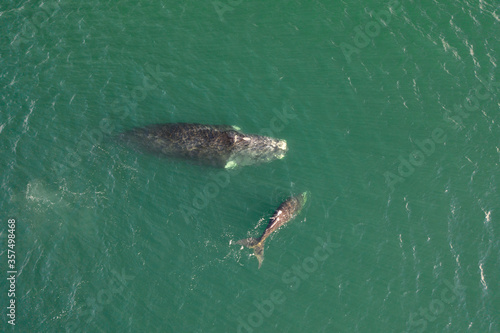 Overhead aerial view of a Southern Right Whale and her calf in the waters off of Cape Town  South Africa. 