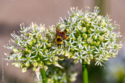 Bumblebee On Flower in Steamboat Springs Botanical Gardens photo