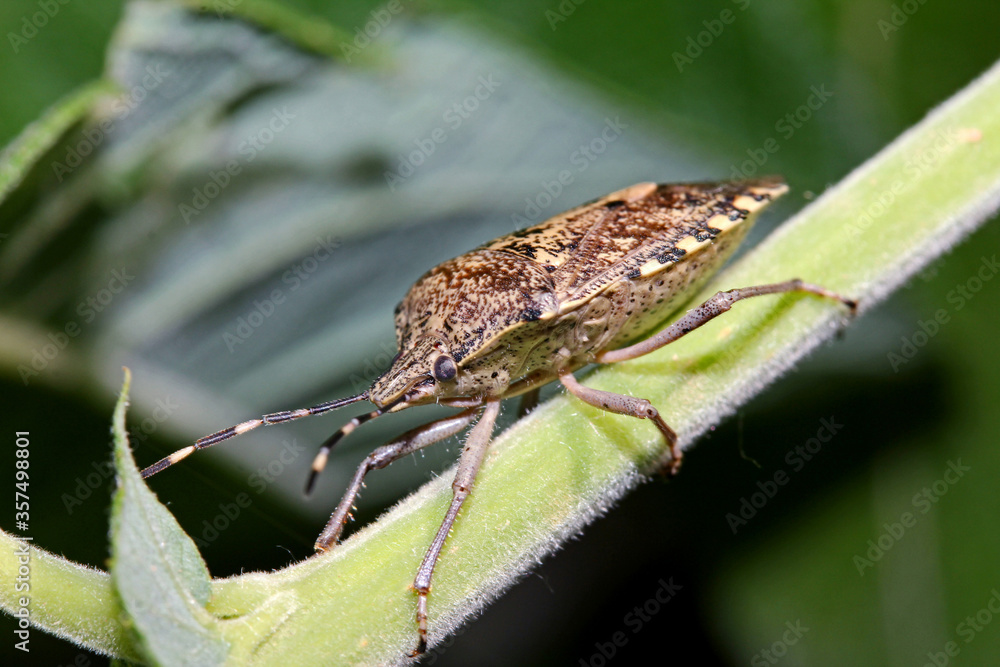 cimice orientale (Halyomorpha halis) cimice orientale (Halyomorpha halis)