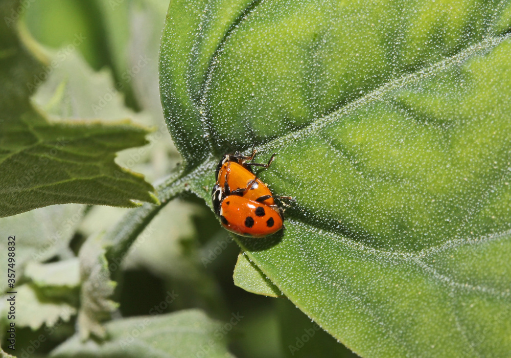 Fototapeta premium piccole coccinelle (Hippodamia variegata) in accoppiamento)