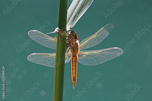 libellula bruna (Libellula fulva - femmina) appena terminata la metamorfosi, stende le ali per il primo volo