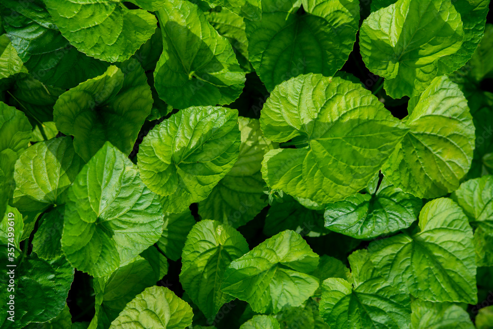 green leaves background green leaves background