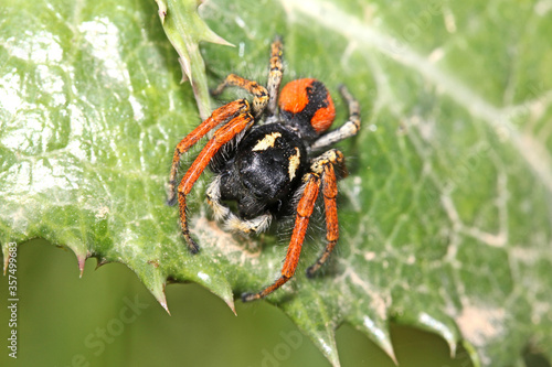 ragno salticida dai colori vivaci (Philaeus chrysops - maschio) photo