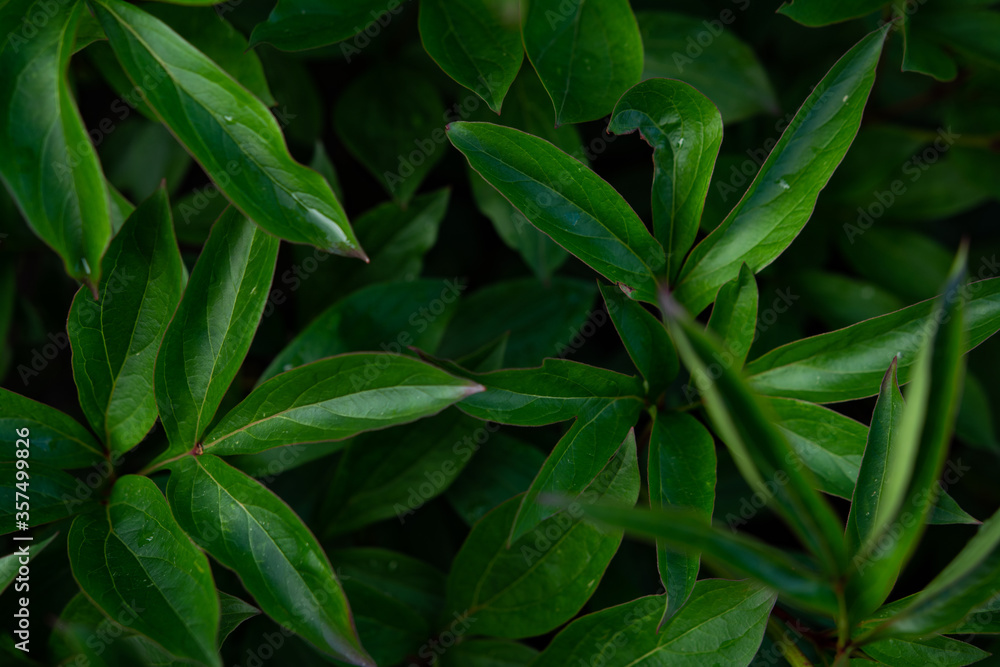 Fototapeta premium green leaves background