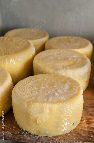 Salad block of tuma cheese on a wooden shelf during the aging process