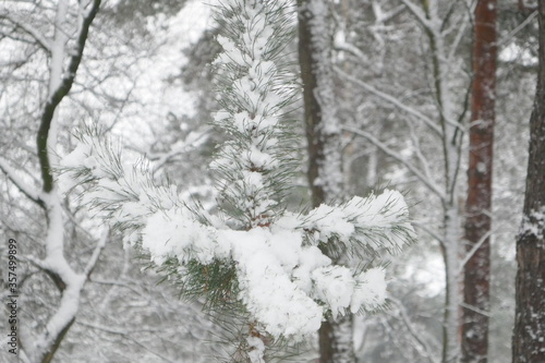 A pine branch covered with snow.