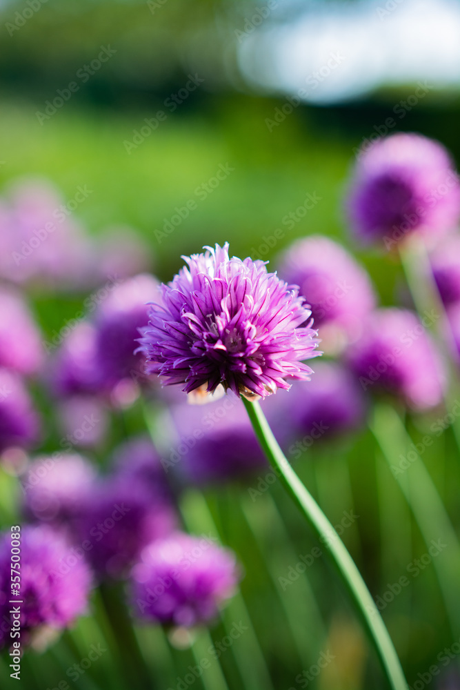 purple flowers in the garden purple flowers in the garden