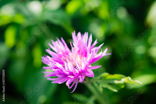 purple flowers in the garden