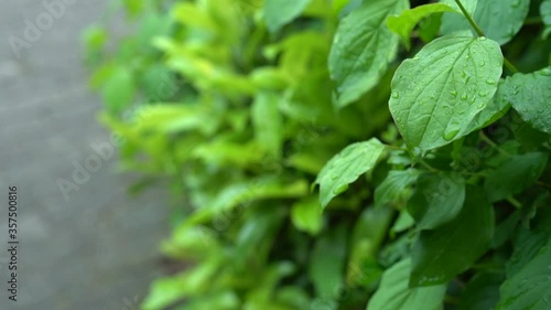 Wallpaper Mural mint leaves in a garden Torontodigital.ca